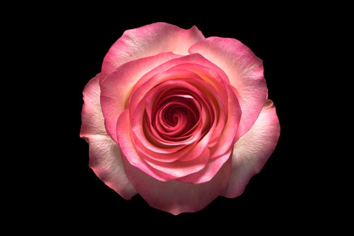 Taboola Ad Example 48970 - Самые Красивые Розы На Свете